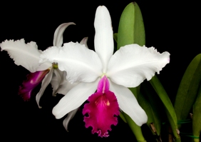 Cattleya warscewiczii Bedford AM/AOS 81 pts.